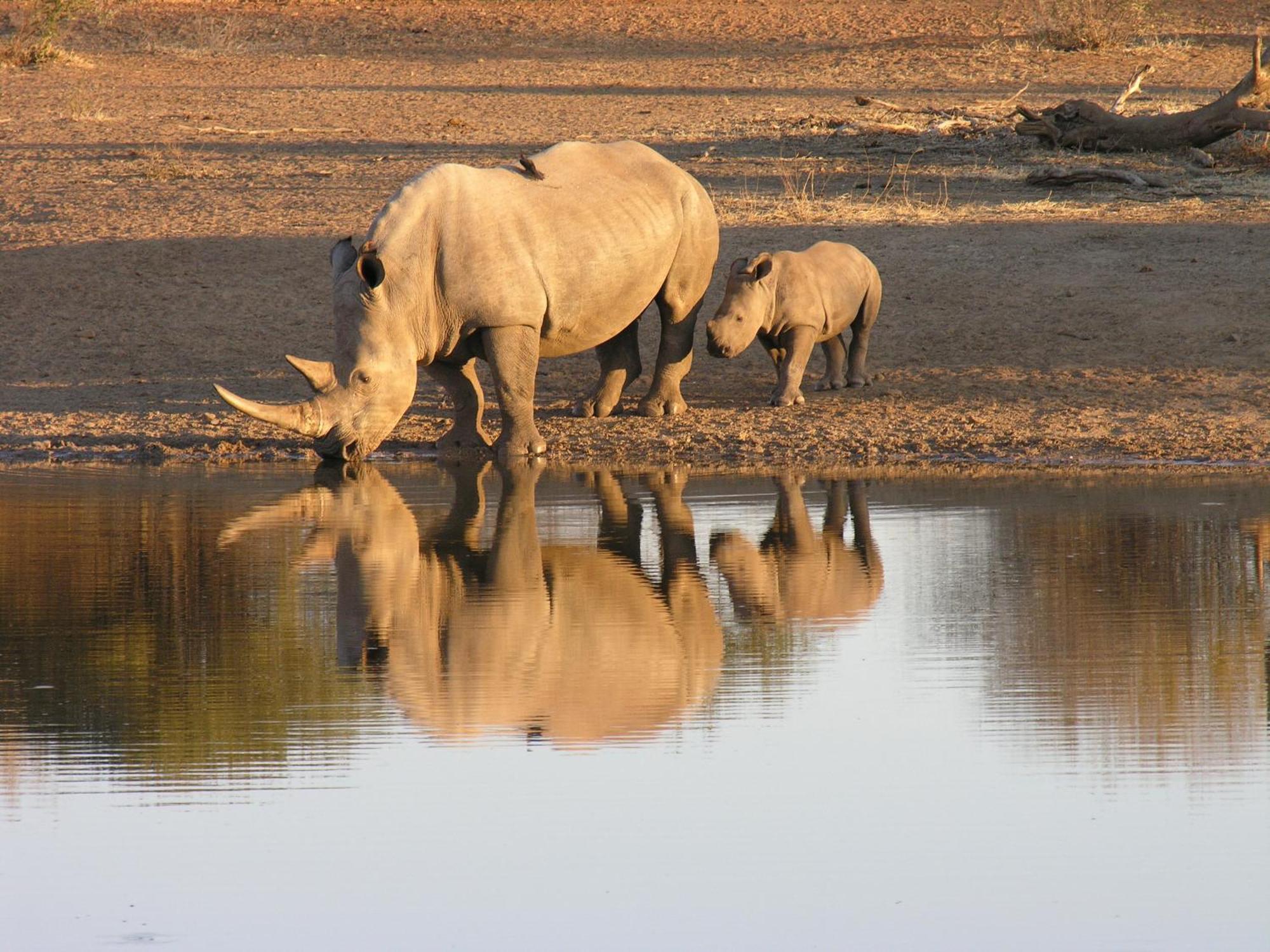 Etali Safari Lodge محميّة ماديكوي الطبيعيّة للطرائد المظهر الخارجي الصورة
